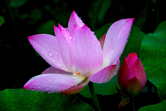 雨后荷花