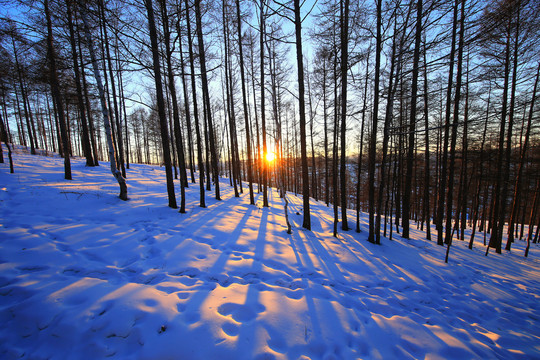 林海雪原松林雪景夕照