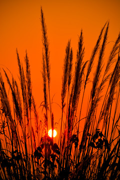 夕阳下的芦苇