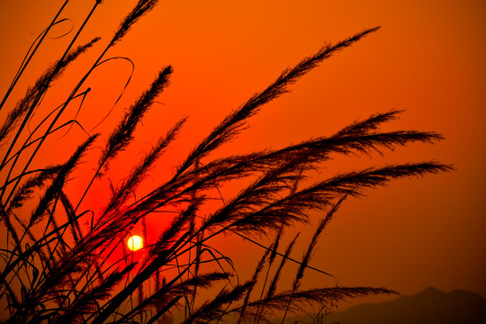 夕阳下的芦苇