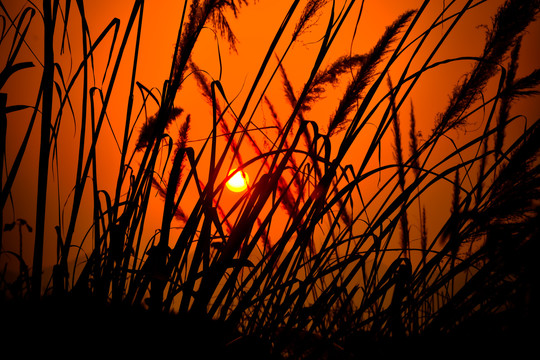 夕阳下的芦苇