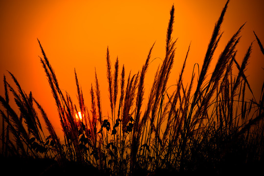 夕阳下的芦苇