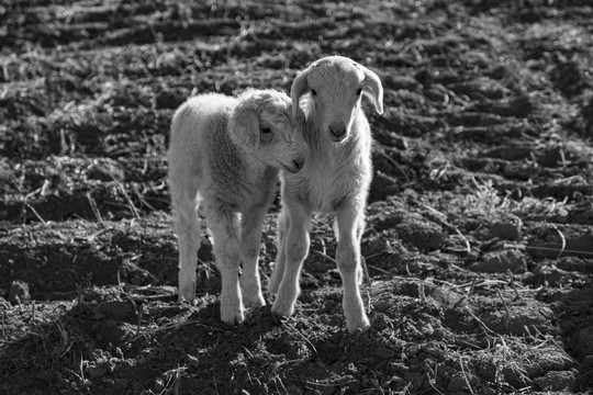 两只小羊羔