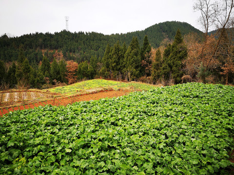 山村田野