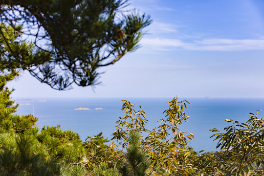 青岛崂山海滨树林植被