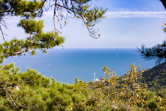 青岛崂山海滨树林植被