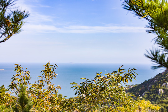 青岛崂山海滨树林植被