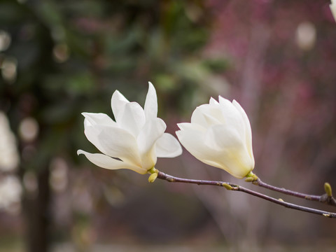 两朵白玉兰花