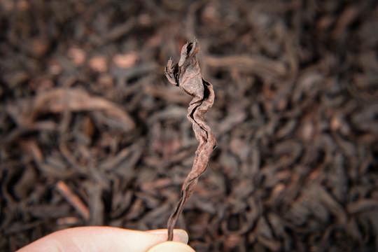 水金龜武夷巖茶葉細(xì)節(jié)特寫3