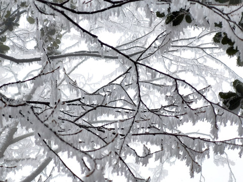 树枝挂冰