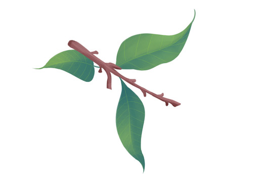 卡通寫實(shí)風(fēng)格樹(shù)枝葉子植物插畫