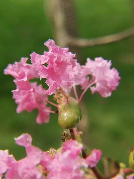 紫荆花