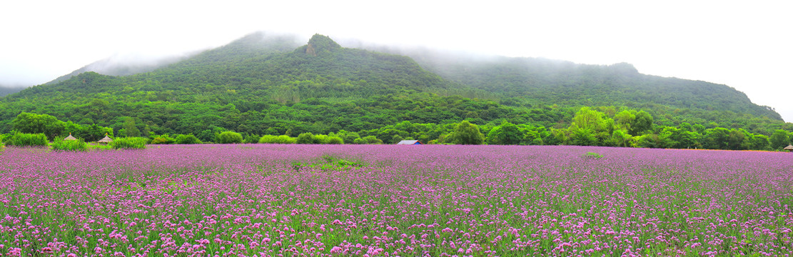 远山田园花海