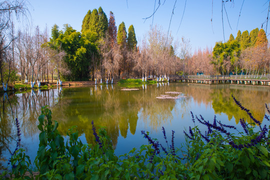 昆明滇池湿地