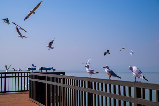 滇池观景台海鸥