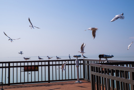 滇池观景台海鸥