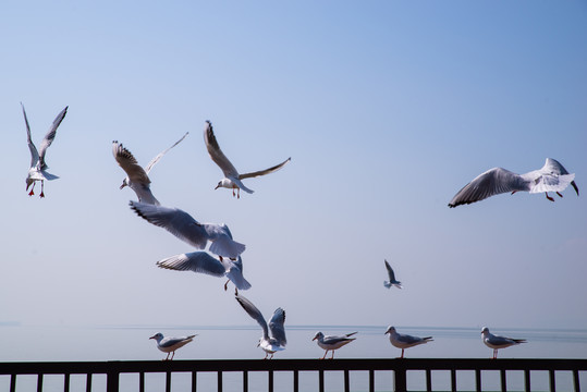 海鸥