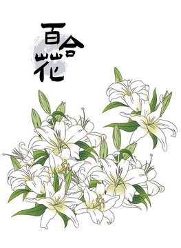 手绘百合花