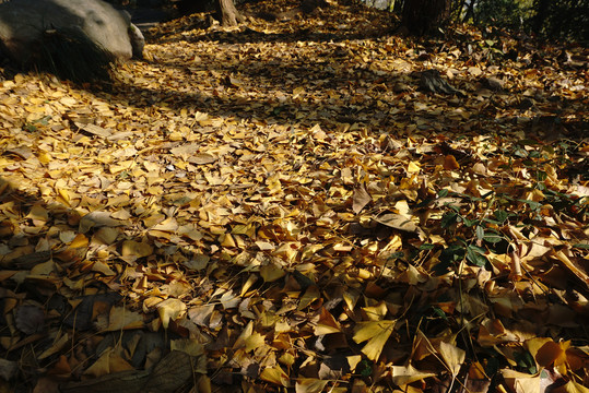 金色落叶铺满了地面