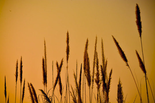 夕阳下的芦苇剪影