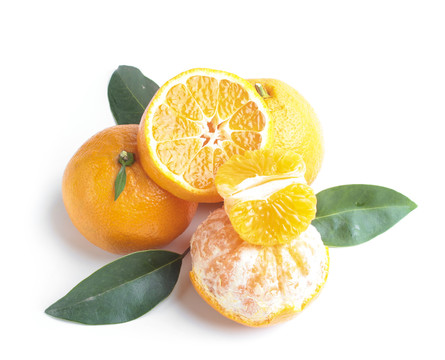 宜昌椪柑橘