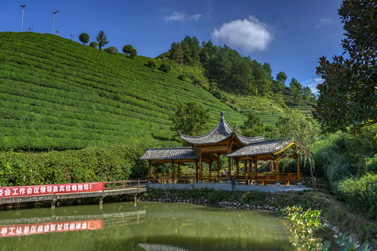 浙江武义更香茶园茶山梯田