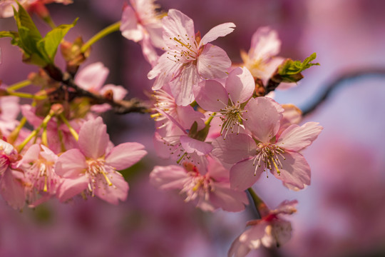 樱花