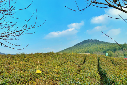 南京江宁黄龙岘茶园文化村