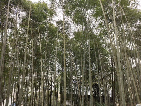 竹林