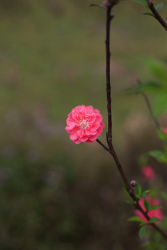 重瓣桃花观赏苗木