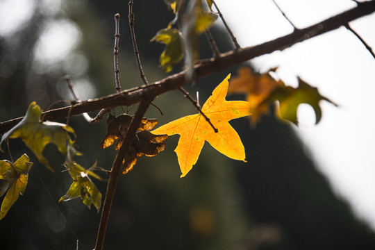 金色的秋叶