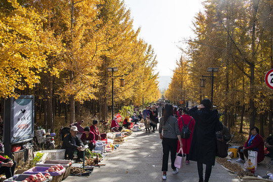 中国山东莱州崖上村银杏旅游大道