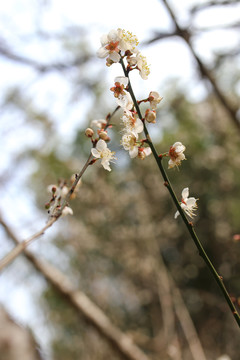 梅花盛开