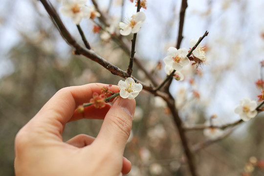 梅花