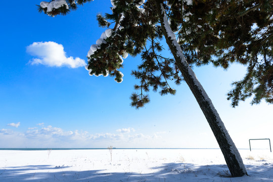 山东威海荣成下雪后海边的松树林