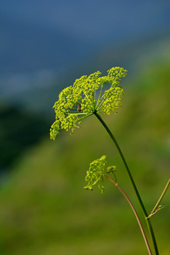 羌活花