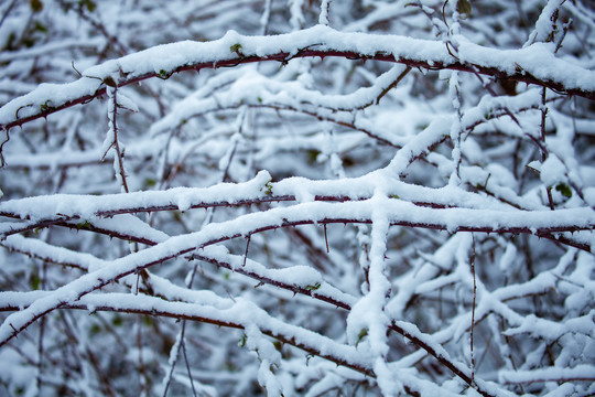 雪