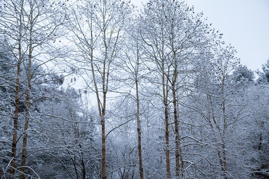 雪