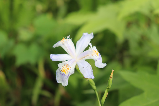 路边鲜花特写