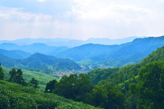 杭州龙井梅家岭