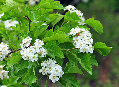 山楂花