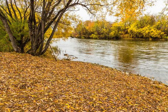 河边秋季柳树