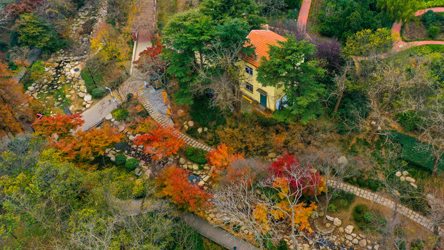 青岛中山公园秋景