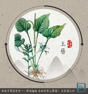 中草药植物插画玉簪