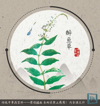 中草药植物插画醉鱼草