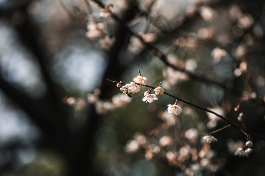 枝叶花卉