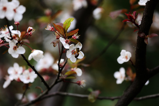 迎春花