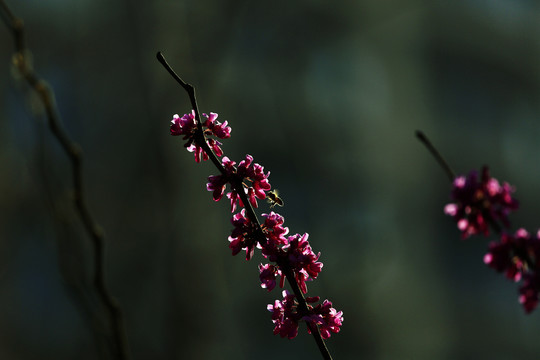 迎春花