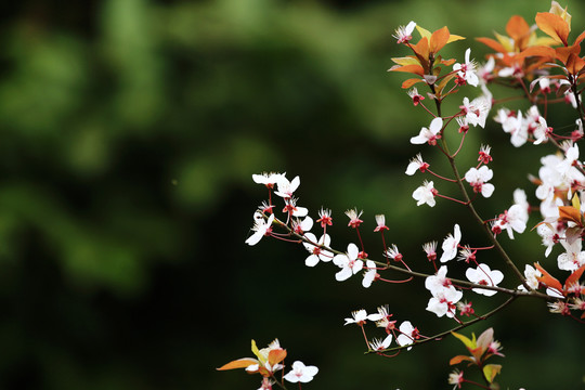 迎春花