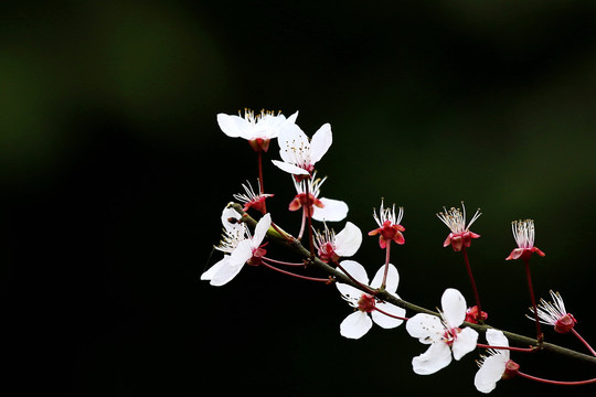 迎春花